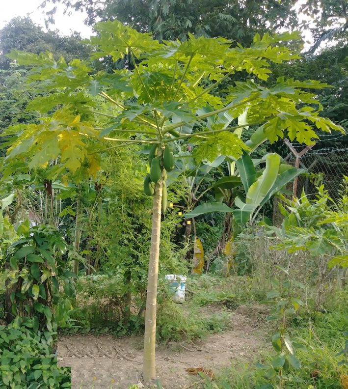 A papaya tree