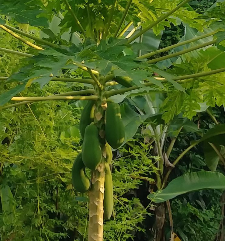 Papaya hanging off plant