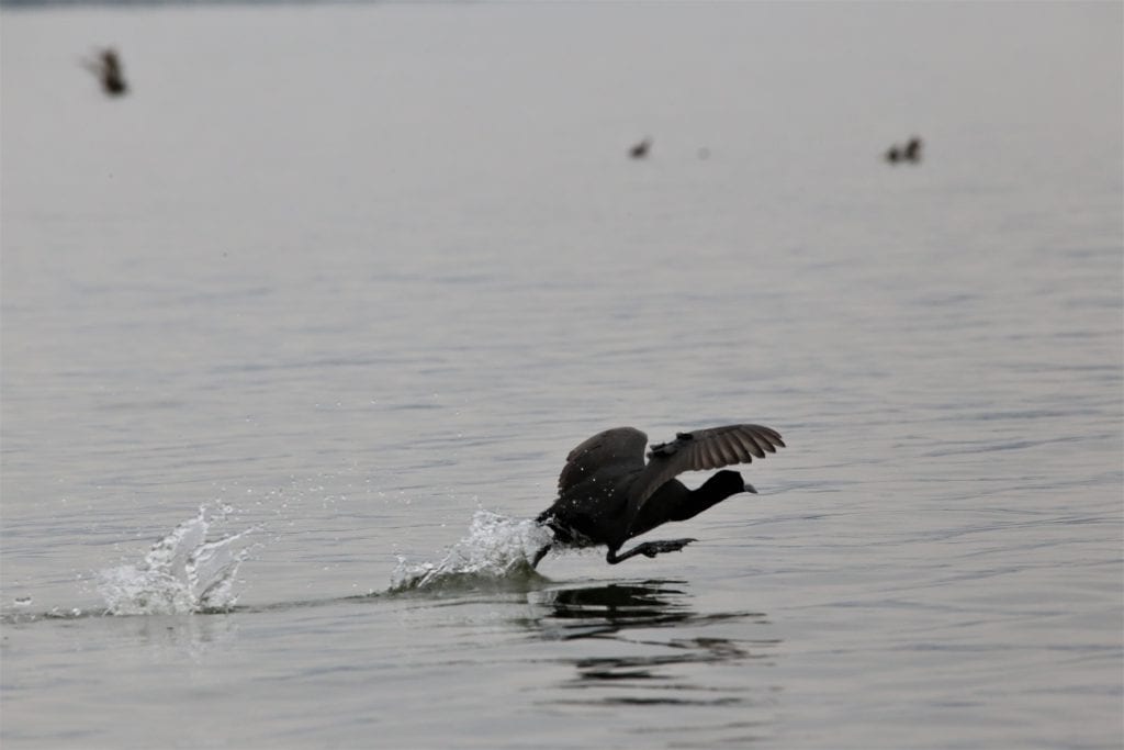 African Reed Cormorant and White breasted CormorantFrom Lake Naivasha