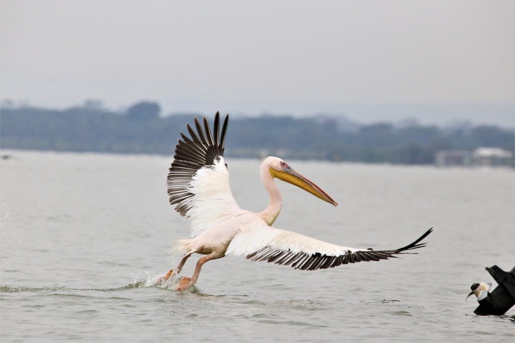 Great White Pelicans on the shore of Lake Naivasha, Kenya, Africa