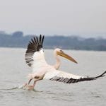Great White Pelicans on the shore of Lake Naivasha, Kenya, Africa