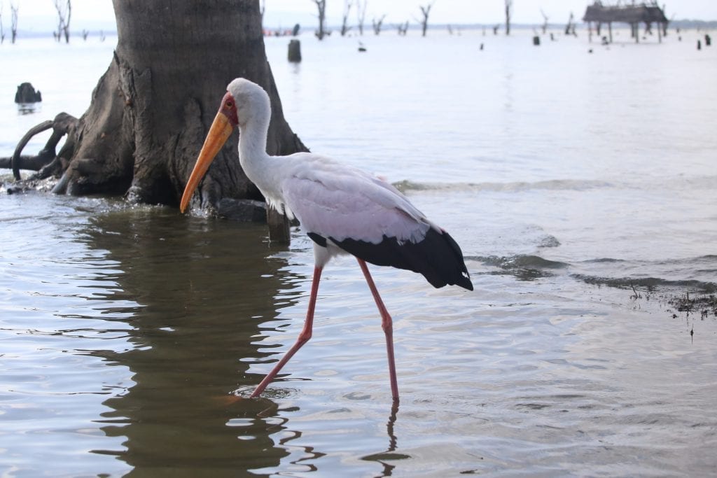 Yellow-billed Stork (Mycteria ibis), Lake Naivasha, Nakuru County, Kenya
