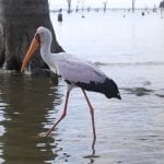 Yellow-billed Stork (Mycteria ibis), Lake Naivasha, Nakuru County, Kenya