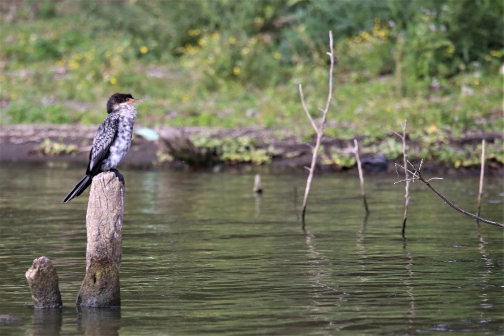 Pied Kingfisher At brine Naivasha, Kenya., Pied Kingfisher at Lake Naivasha