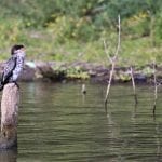 Pied Kingfisher At brine Naivasha, Kenya., Pied Kingfisher at Lake Naivasha