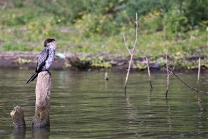 Pied Kingfisher At brine Naivasha, Kenya., Pied Kingfisher at Lake Naivasha
