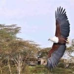 African fish eagle (Haliaeetus vocifer)