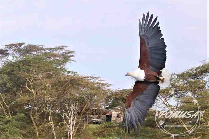 African fish eagle (Haliaeetus vocifer)