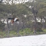 African fish eagle (Haliaeetus vocifer), Lake Naivasha, Kenya