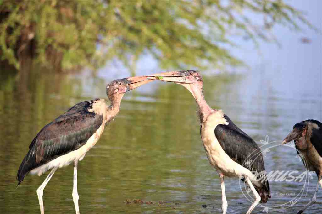 The marabou stork (Leptoptilos crumenifer) is a large wading bird in the stork family Ciconiidae.