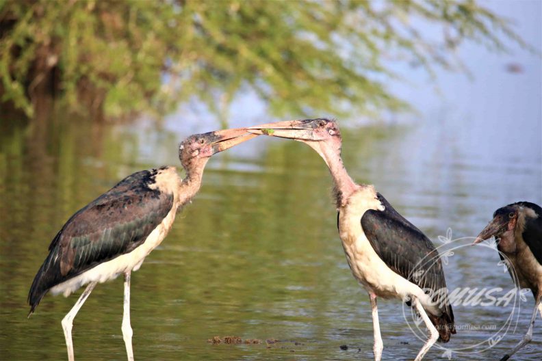 The marabou stork (Leptoptilos crumenifer) is a large wading bird in the stork family Ciconiidae.