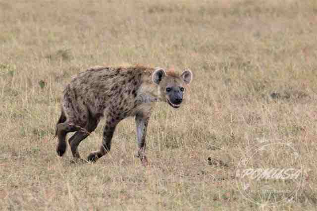Spotted Hyena Happy After Mating, Maasai Mara, Kenya