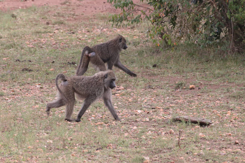 The olive baboon (Papio anubis), also called the Anubis baboon, is a member of the family Cercopithecidae (Old World monkeys)