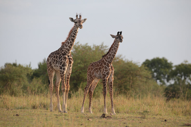 The Masai giraffe (G. c. tippelskirchi), Masai Mara Nature Reserve, Kenya