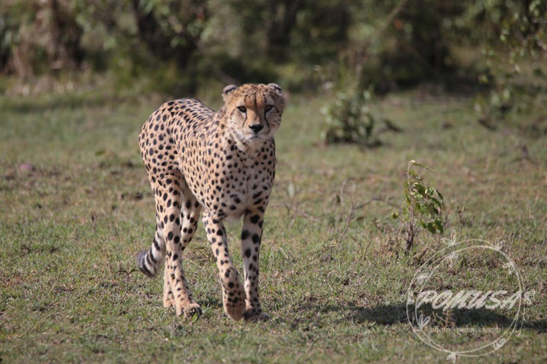 Cheetah on the prowl, Maasai Mara