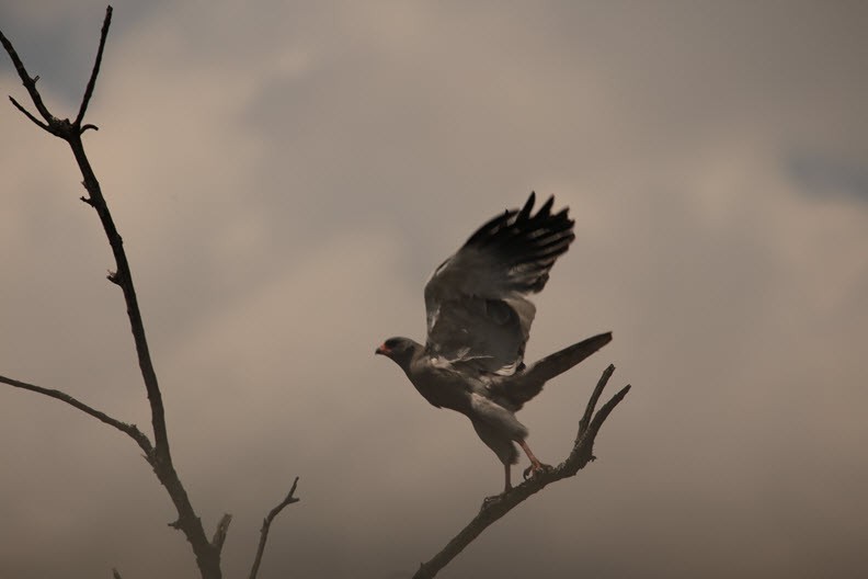 Hawk, Maasai Mara, Kenya