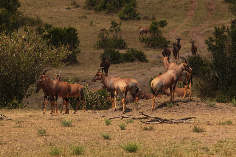 Topi (Damaliscus lunatus), Masai Mara Reserve, Kenya