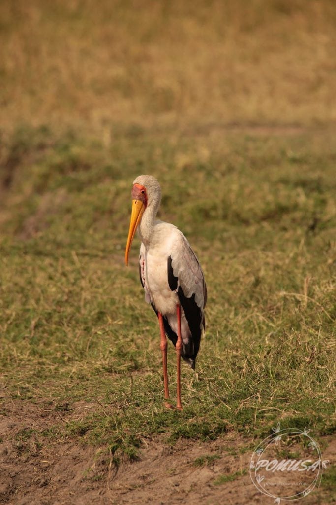 The yellow-billed stork (Mycteria ibis), Maasai Mara Natural Reserve, Kenya