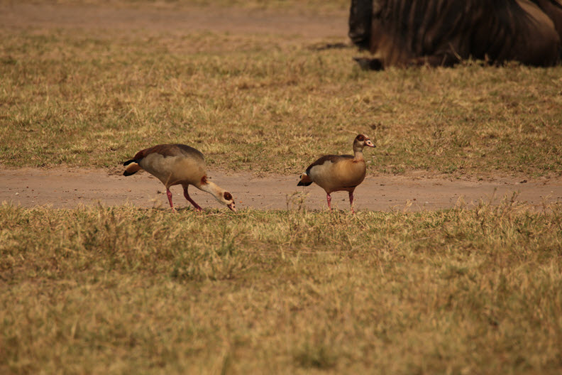 The Egyptian goose (Alopochen aegyptiaca), Maasai Mara, Kenya
