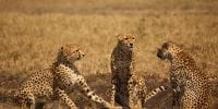 6 cheetahs, Maasai Mara Nature Reserve, Kenya
