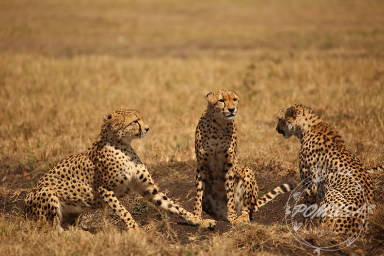 6 cheetahs, Maasai Mara Nature Reserve, Kenya