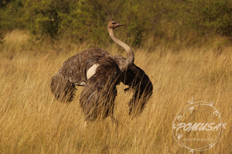 Ostrich, Maasai Mara Nature Reserve, Kenya