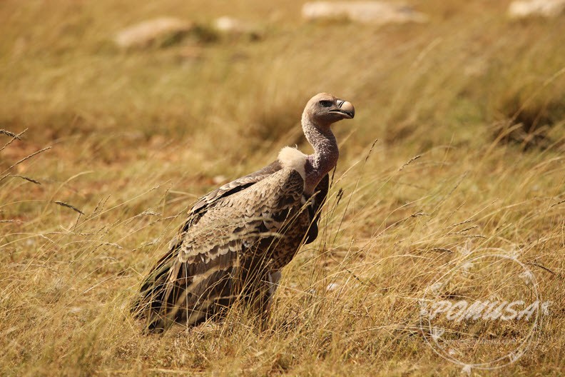 A Vulture , Maasai Mara Nature Reserve, Kenya