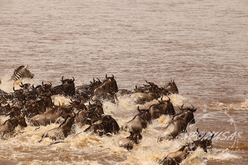 Wildebeest Migration crossing Mara River in Maasai Mara Nature Reserve, Kenya