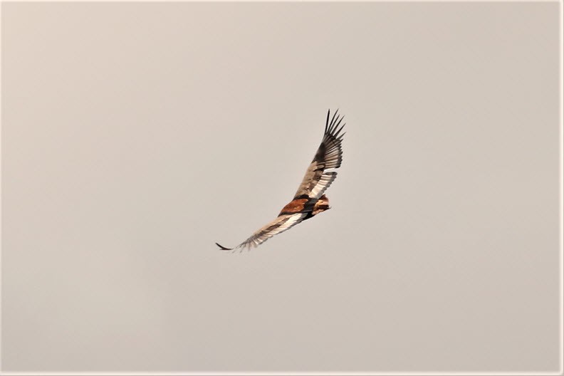 Eagle hovering the sky, Maasai Mara Nature Reservee, Kenya