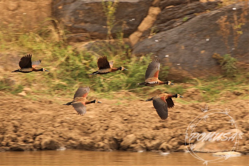 Whistling Duck flying over Mara River, Masaai Mara, Kenya