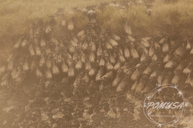 Wildebeest Migration crossing Mara River in Maasai Mara, Kenya