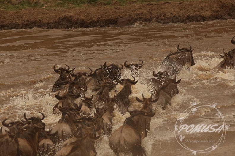 Wildebeest Migration crossing Mara River in Masai Mara Nature Reserve, Kenya