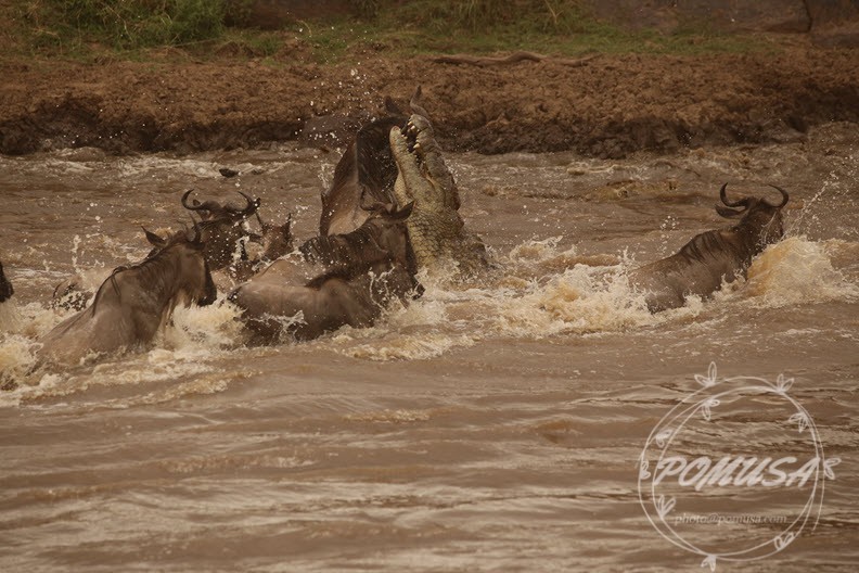 Crocodile eating Wildebeest while Migration crossing Mara River in Maasai Mara, Kenya