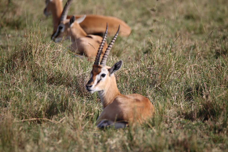 Thomson's gazelle (Eudorcas thomsonii) is one of the best-known gazelles