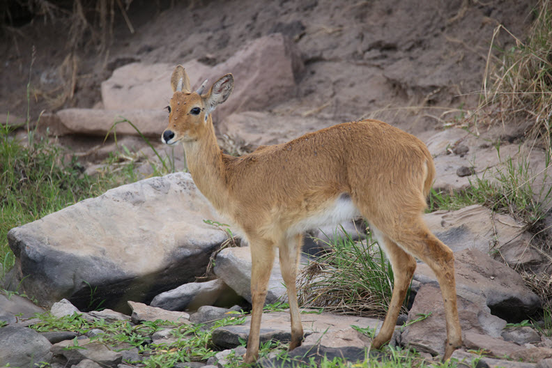 Kirk's dik-dik (Madoqua kirkii) is a small antelope native to Eastern Africa and one of four species of dik-dik antelope.