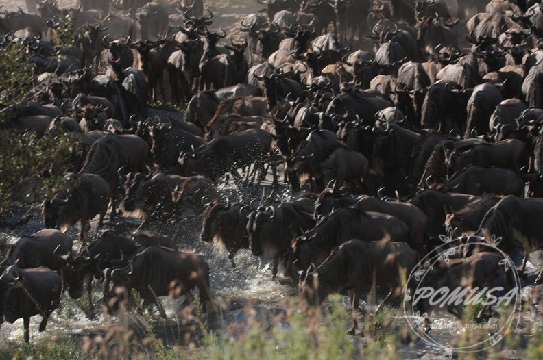 Great Migration of Wildebeest near Mara River