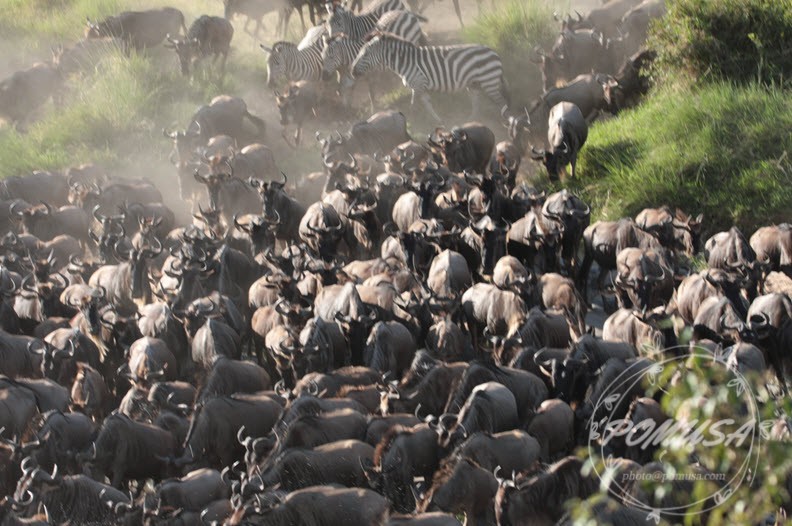 Great Migration of Wildebeest near Mara River