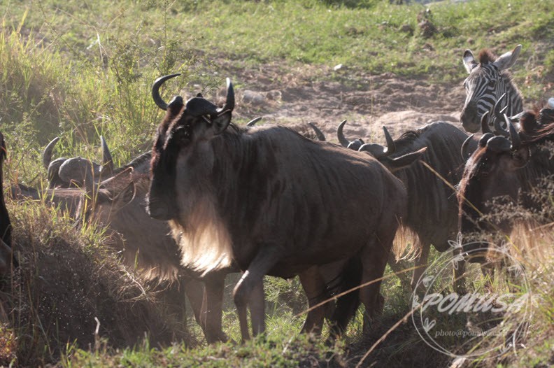 The wildebeest (/ˈwɪldɪbiːst/ WIL-dih-beest,[1][2][3] /ˈvɪl-/ VIL-,[3] plural wildebeest or wildebeests), also called the gnu (/njuː/ NEW or /nuː/ NOO),[4][5][6][4][6] is an antelope in the genus Connochaetes.