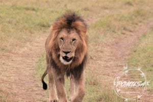 Male Lion, Maasai Mara Nature Reserve, Kenya