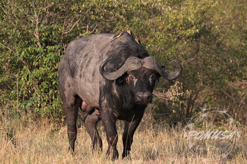 Cape buffalo (Syncerus caffer), Maasai Mara Nature Reserve, Kenya