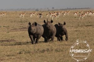Rare sighting of three Rhinoceros together, Maasai Mara Nature Reserve, Kenya