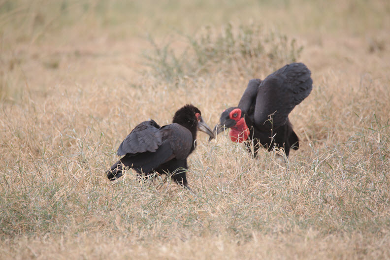 The southern ground hornbill (Bucorvus leadbeateri; formerly known as Bucorvus cafer), Maasai Mara, Kenya