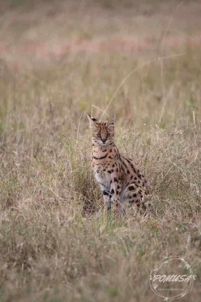 The Serval (Leptailurus serval), Maasai Mara Nature Reserve, Kenya