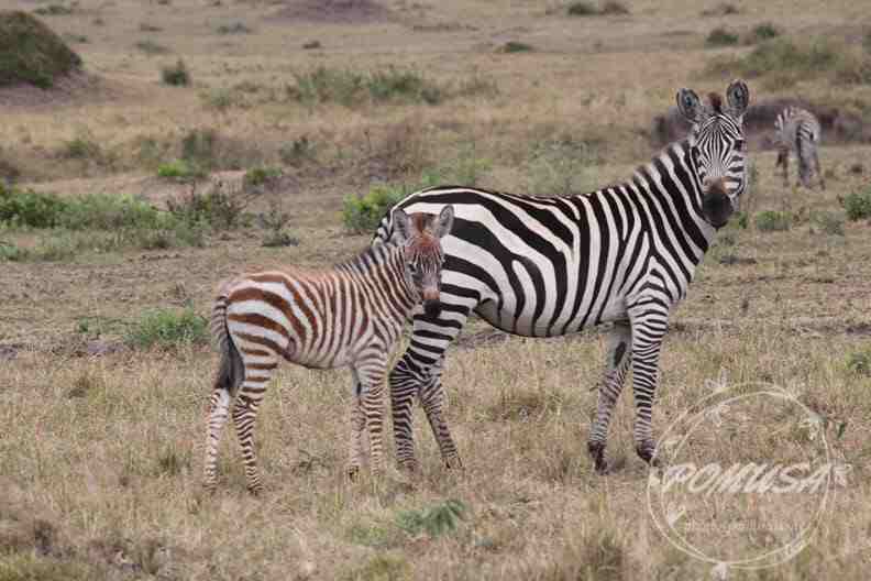 Brown Baby and Mama Zebra, Maasai Mara Nature Reserve, Kenya