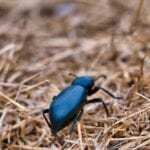 Fauna near Campground