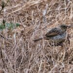 Fauna near Campground