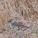 Fauna near Campground