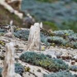 Caliche Forest