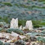 Caliche Forest
