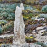 Caliche Forest